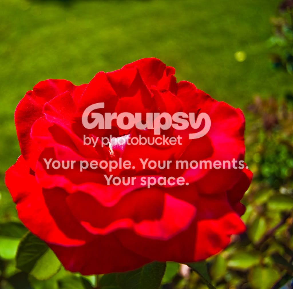 redflower.jpg