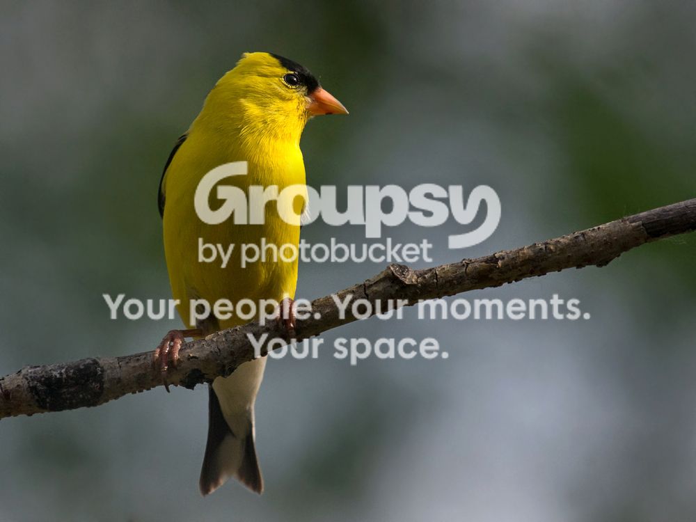 Goldfinch%2019%20May%202016_zps5urgpkud.jpg