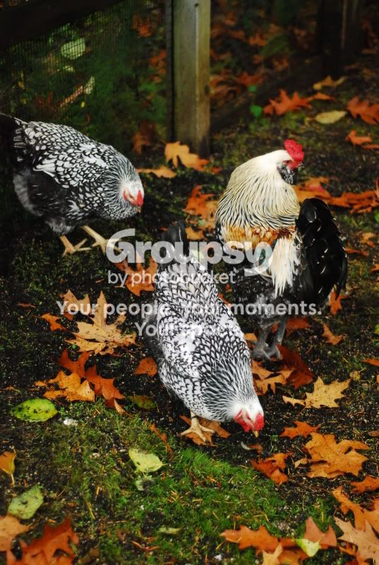 chickens.jpg