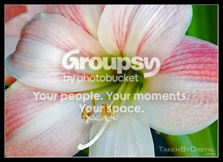 Amaryllis.jpg