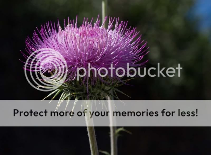 Copy2ofIMG_3999-Edit.jpg