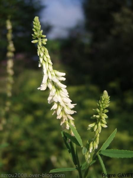 fleur_blanche_longue.JPG