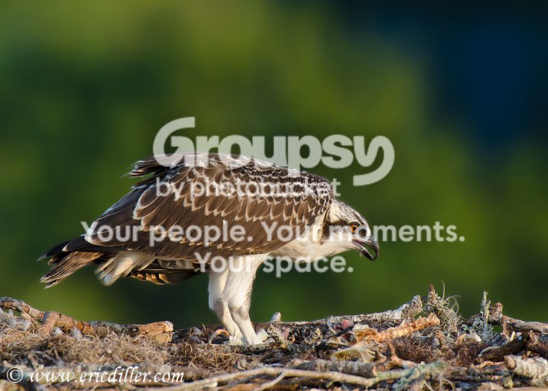 _ECD9071-copy800.jpg