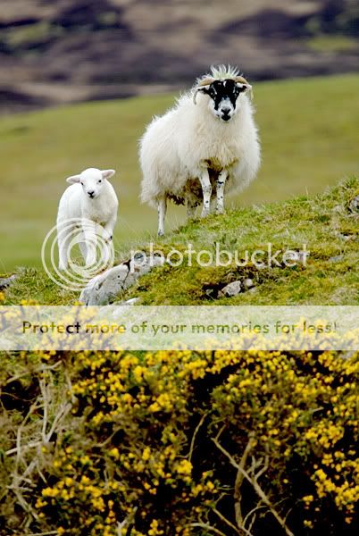 _D2N4374_lamb_mum.jpg