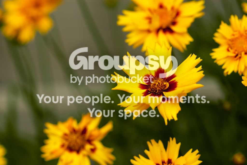 flowerrrrrrrrrrr.jpg