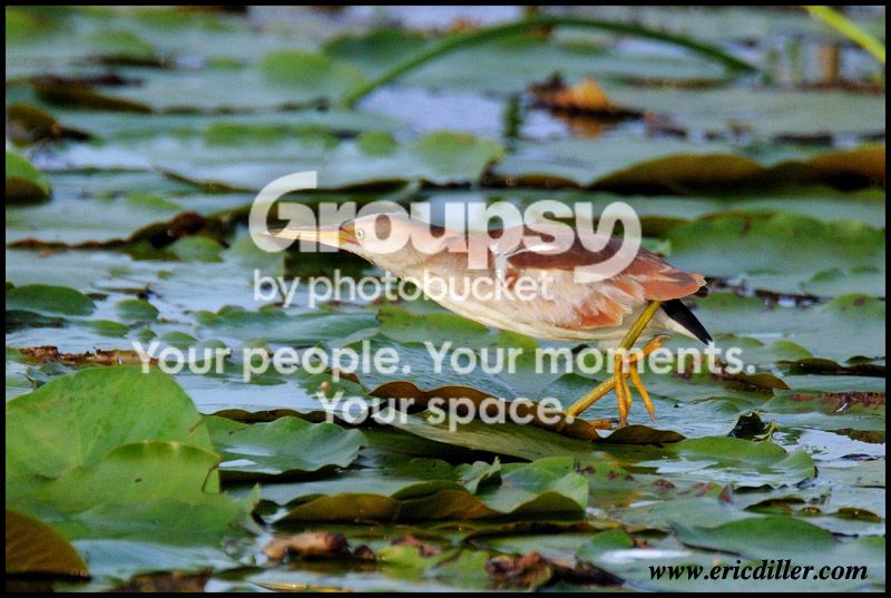 PIC_7727copy.jpg