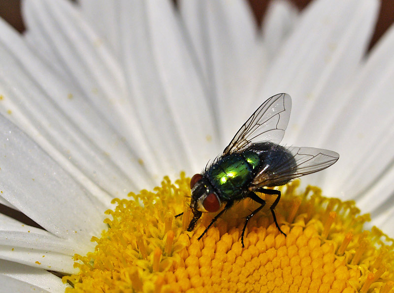 Greenbottle.jpg