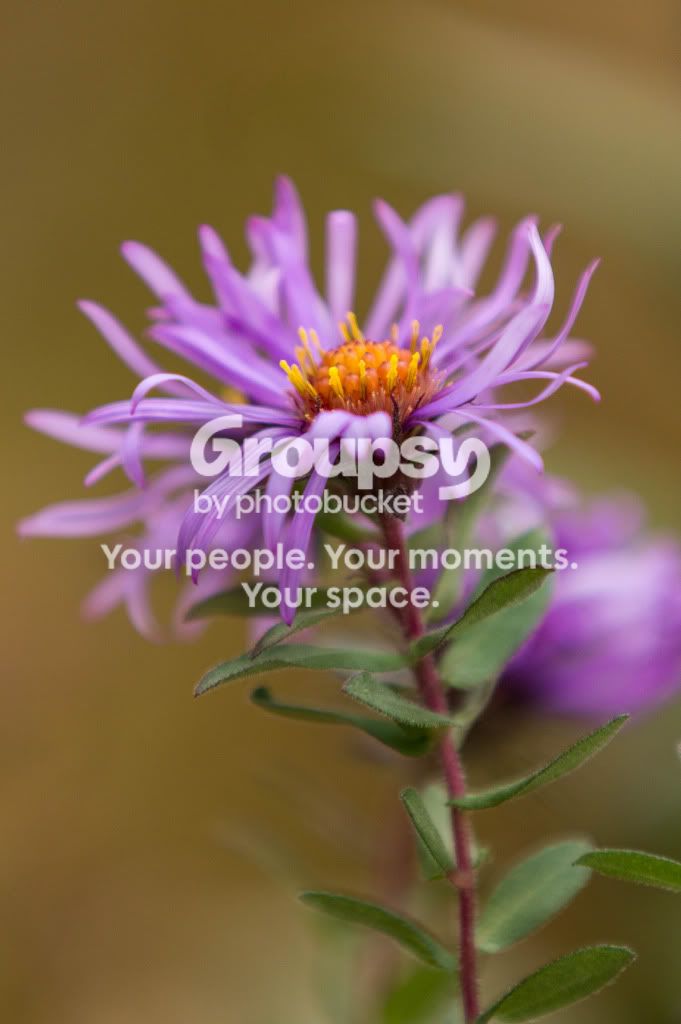 Flower2.jpg