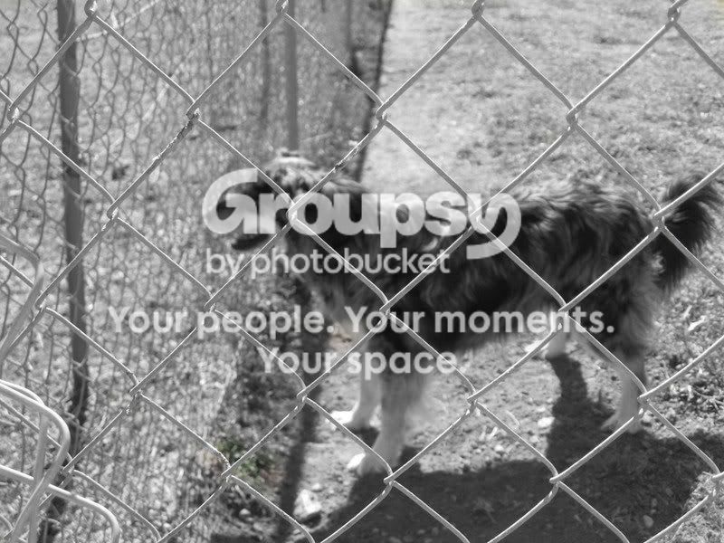 neighbordogblack.jpg