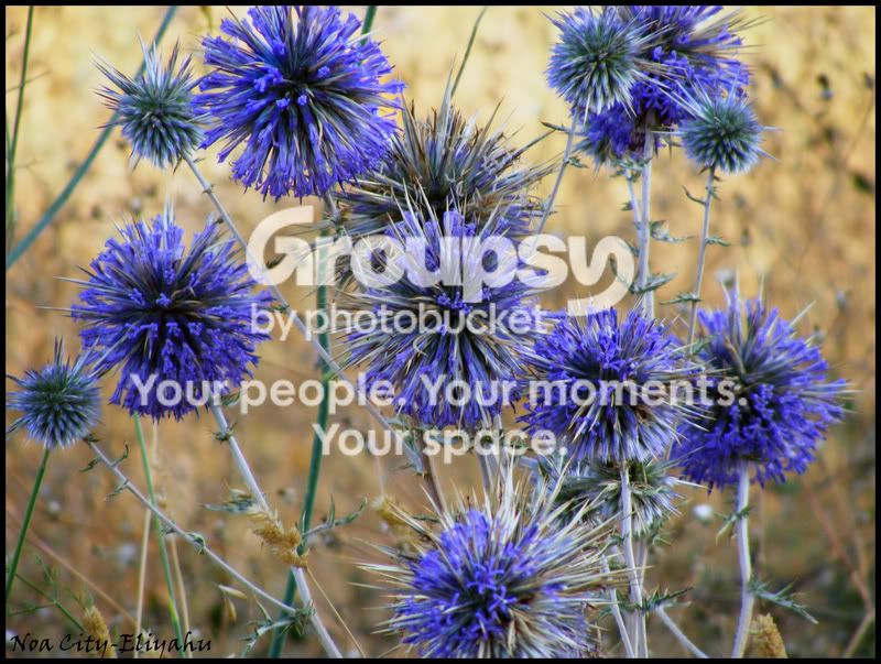 Flowers.jpg