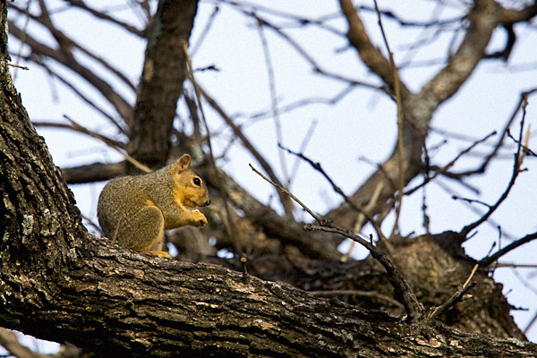 squirrel-peace1.jpg