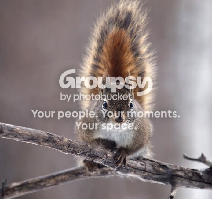 Squirrel1Dec2010.jpg