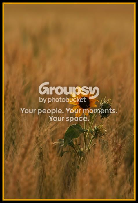 lone-sunflower-0707.jpg