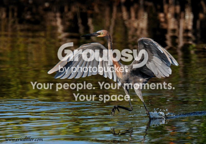 PIC_8764copy.jpg