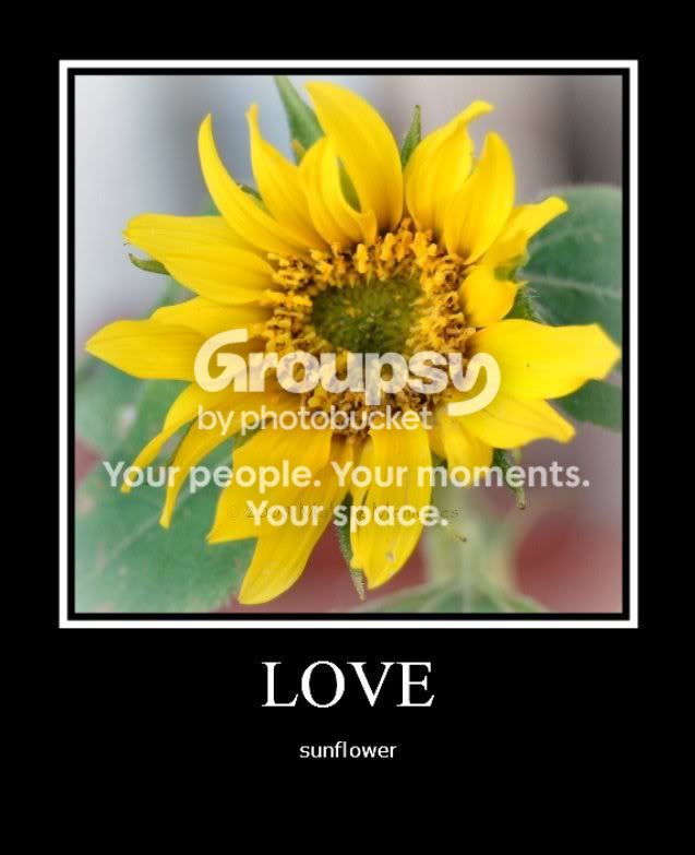 sunflowerwm.jpg