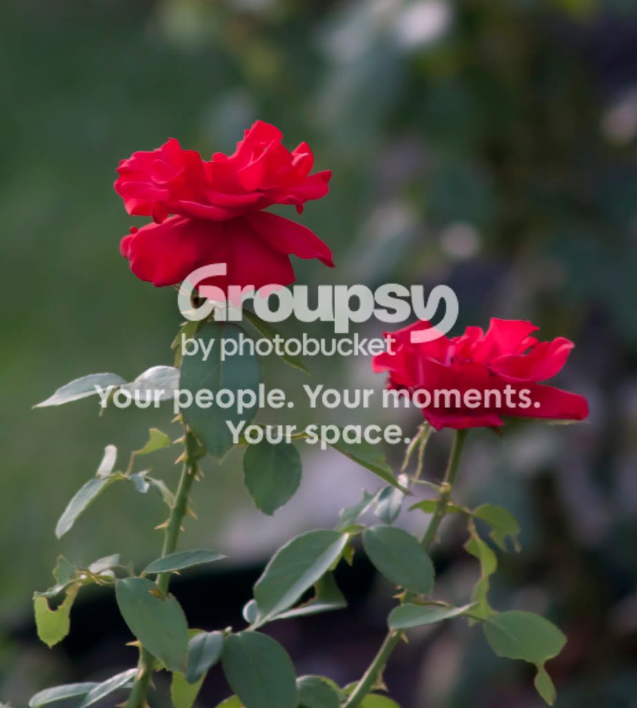 Flowers2.jpg