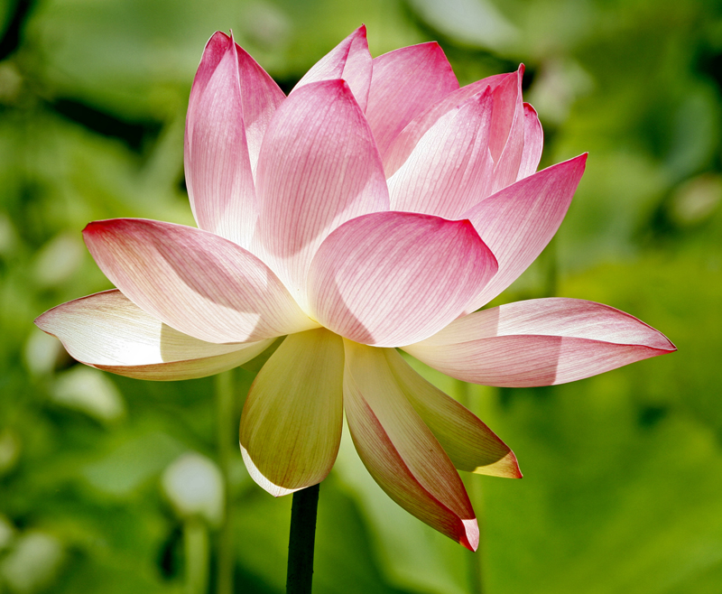 Lotus%205-L.jpg