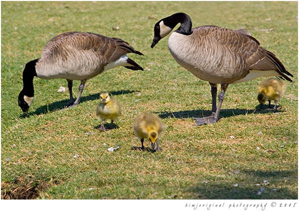 geese03.jpg