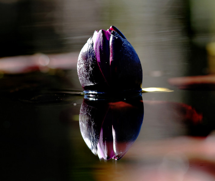 2CBL0807-L.jpg