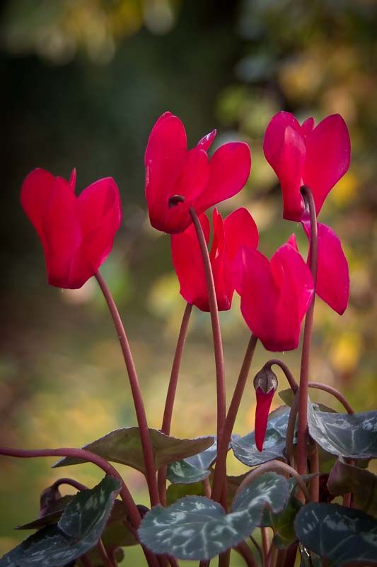 Cyclamen-2.jpg