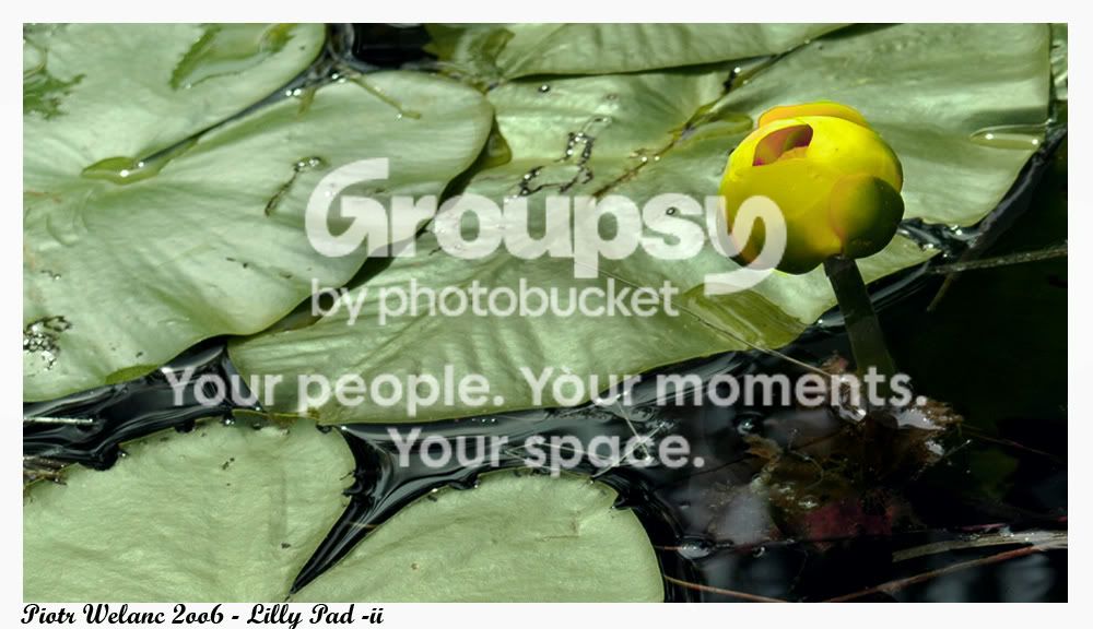 lillypad2.jpg