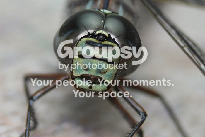 DragonFly-1.jpg
