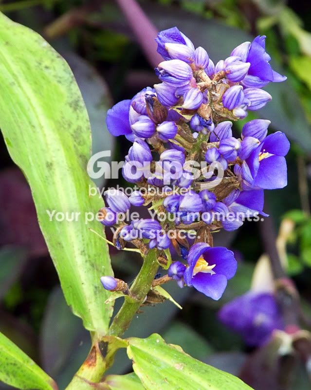purpleflower.jpg