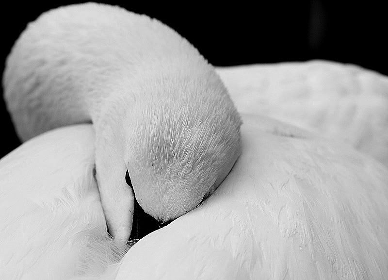 swan.jpg