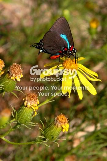 butterfly_1.jpg