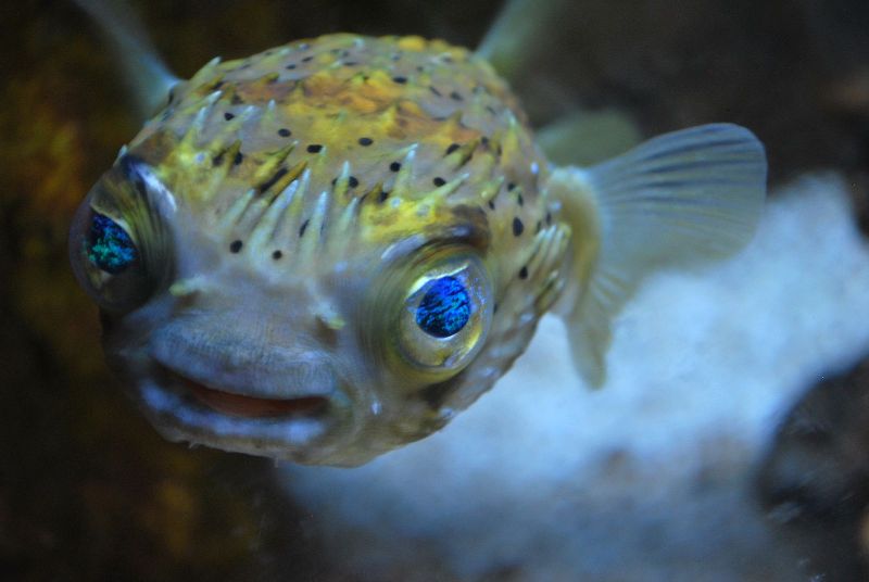 puffer.JPG