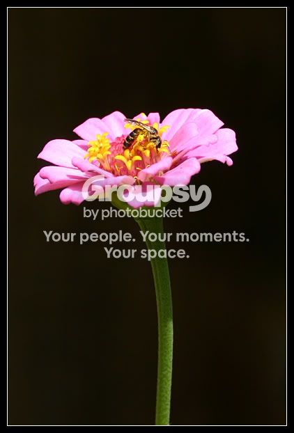flower3.jpg