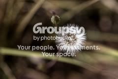 seeds-1.jpg