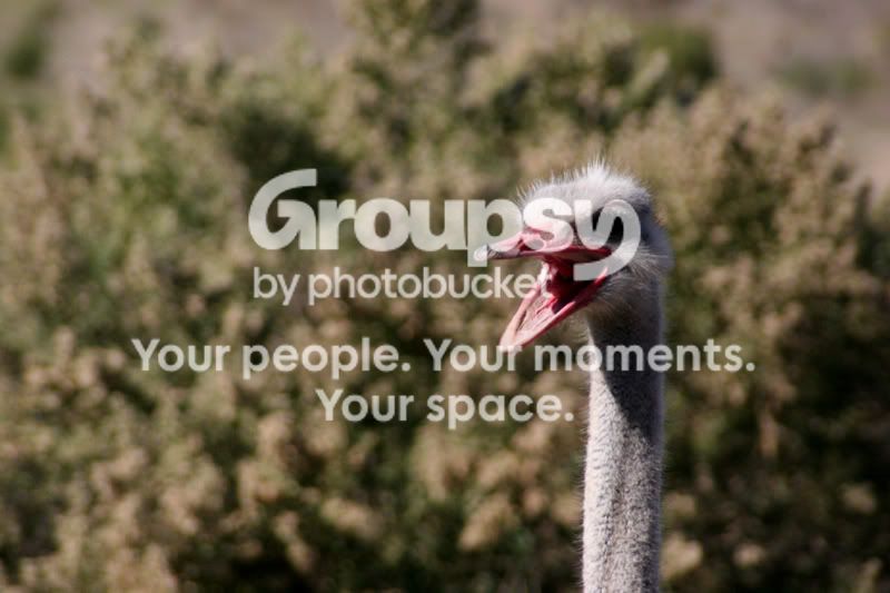 ostrich15.jpg