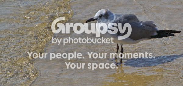 seagulledge.jpg