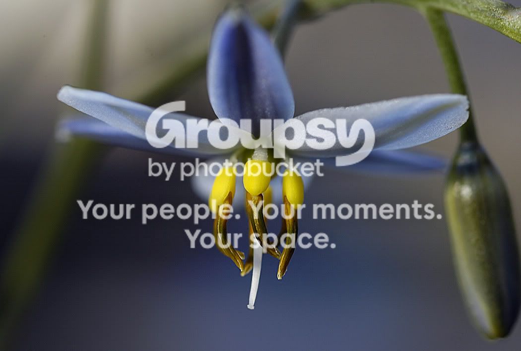 blueflwrbappf.jpg