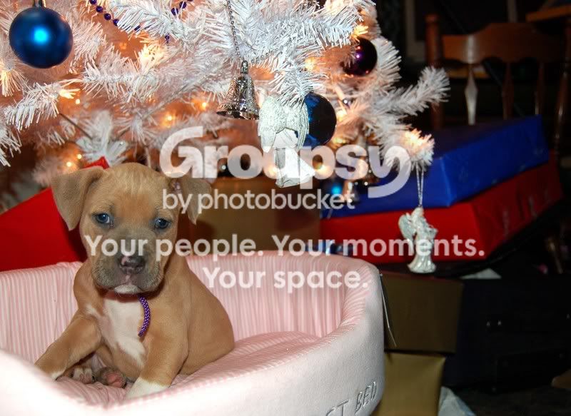 puppylowres1.jpg