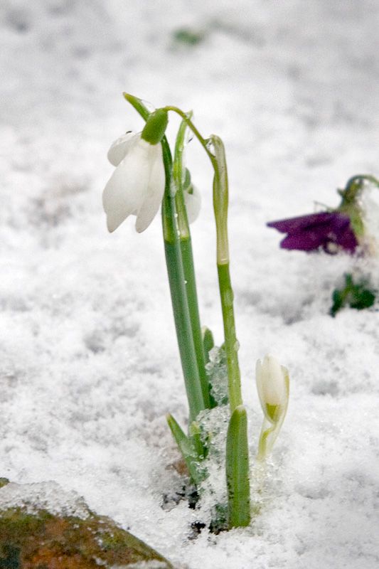 Snowdrop2.jpg