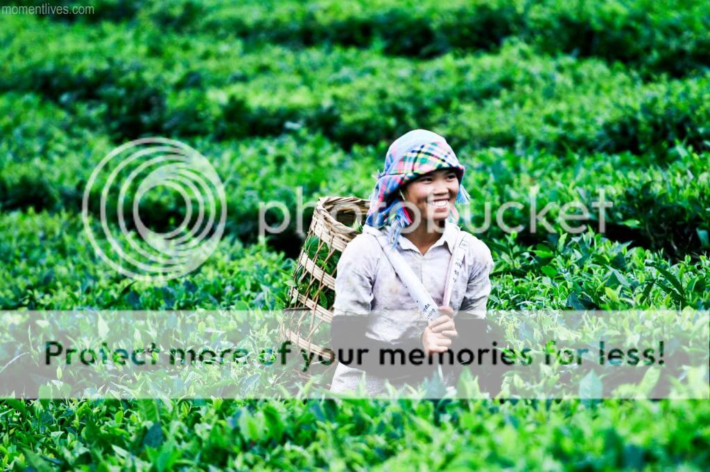 Tea-4_zpsf0ba0eba.jpg
