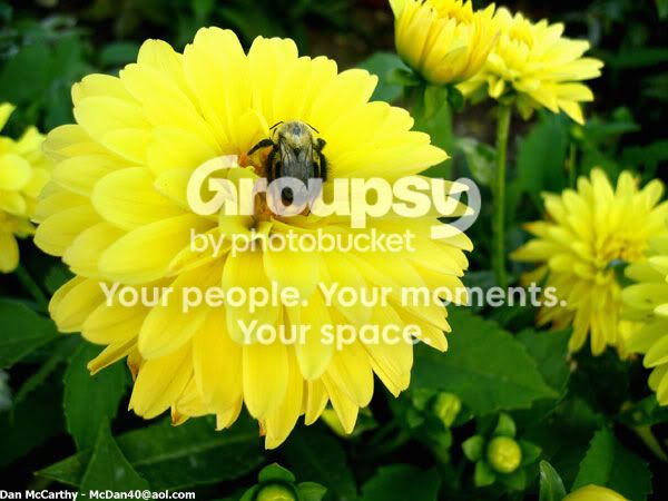 yellowflowerbee.jpg