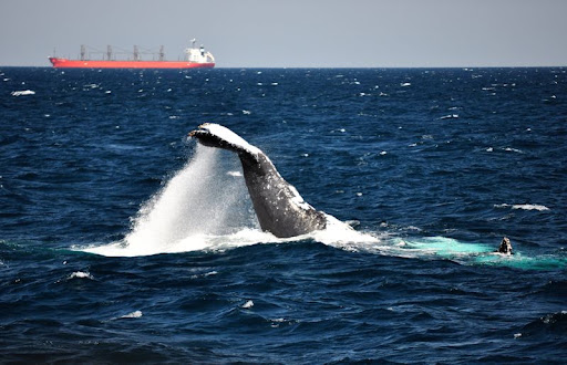 Humpback2.jpg