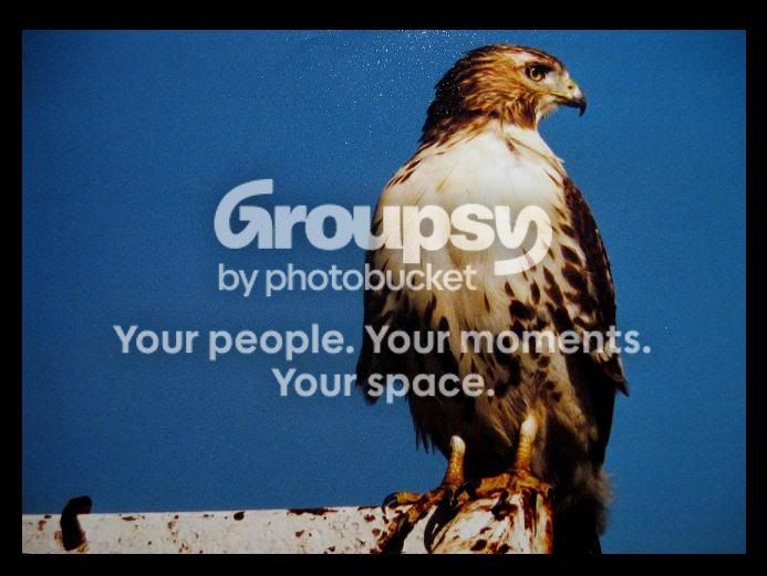 bird2.jpg