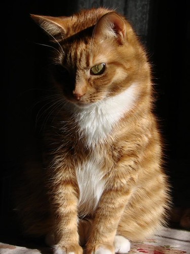 986788070_d9ab343d85.jpg