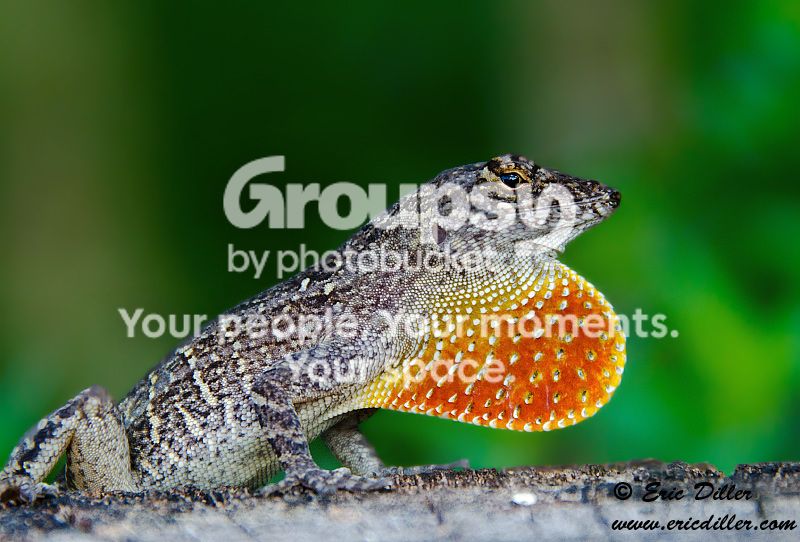 _ECD1057-copy800.jpg