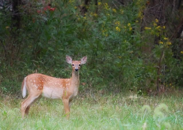 fawn39.jpg
