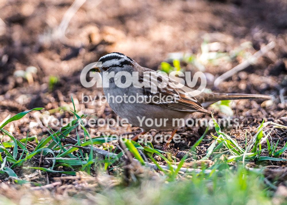 small_bird_zps6e8d339c.jpg