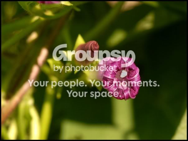 flower-1.jpg