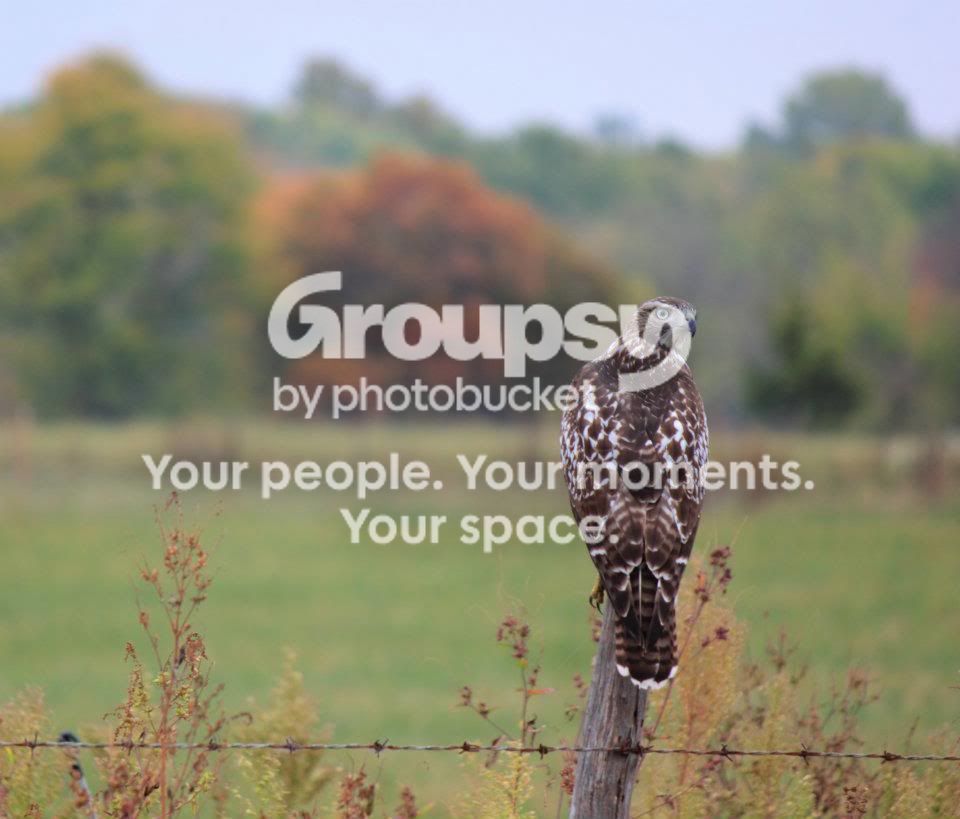 hawk.jpg