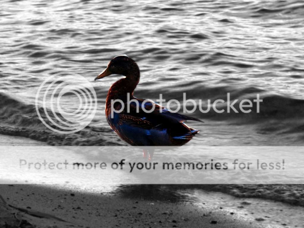 duck.jpg