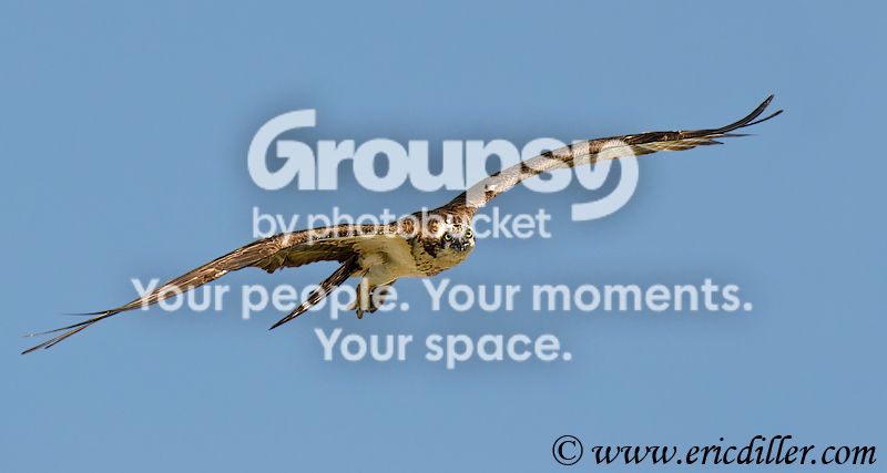 _ECD4900-copy800.jpg