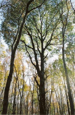 look%20up%20at%20trees.jpg